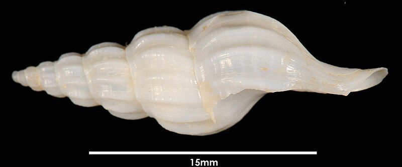 File:Metzgeria problematica 001.jpg