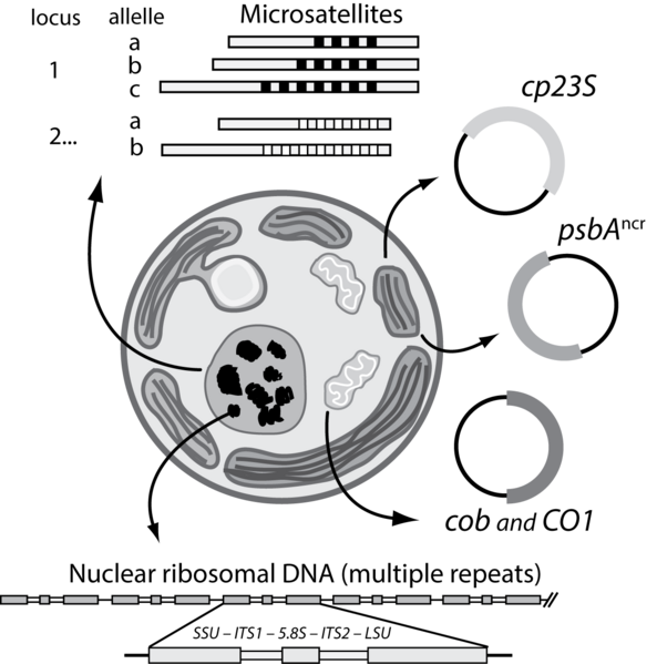 File:MolecularMarkersSymbiodinium.png