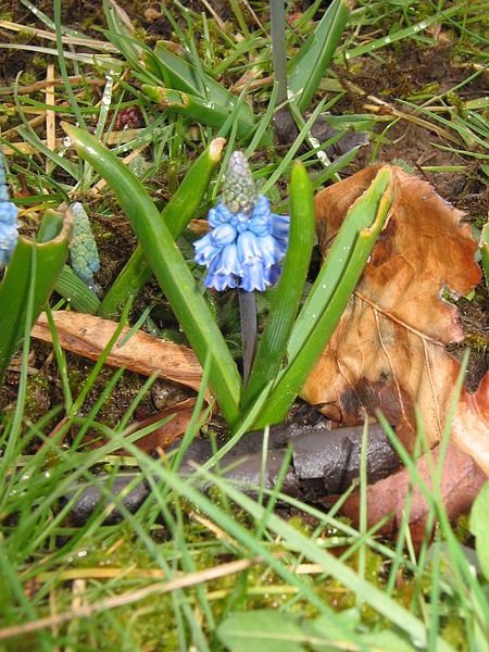 File:Muscari azureum2.jpg