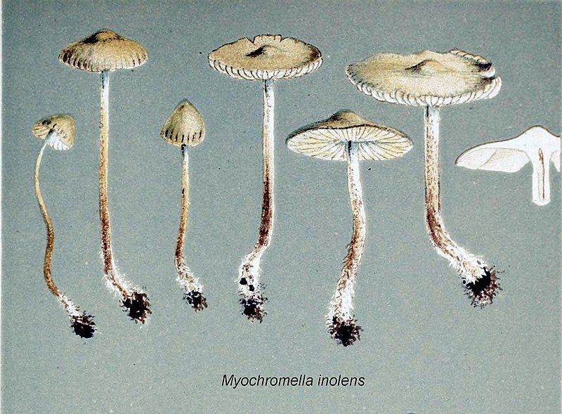 File:Myochromella inolens illustr.jpg