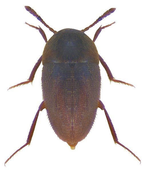 File:Nemadus colonoides.jpg