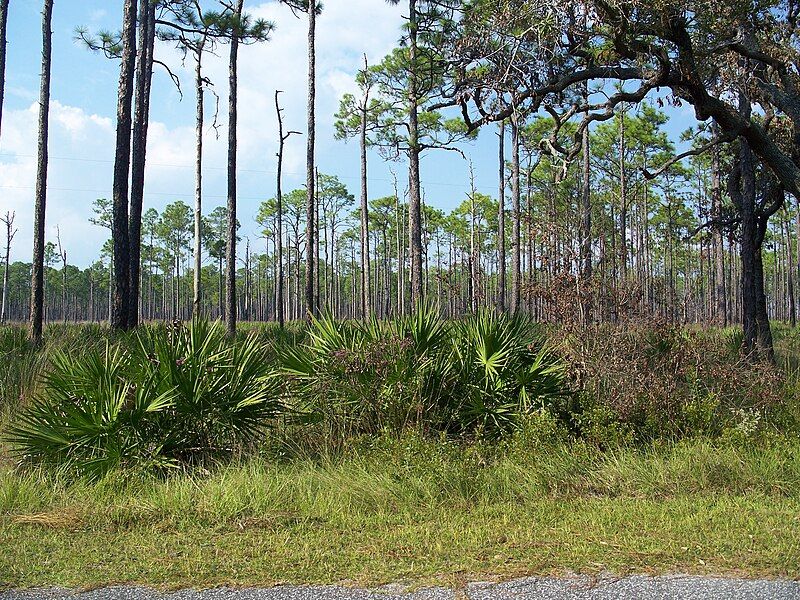 File:Ochlockonee River SP01.jpg