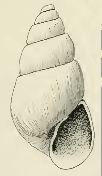 File:Odostomia helena 001.png