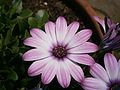 Osteospermum cultivar close-up