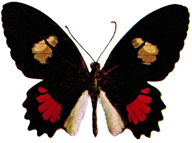 File:Parides panares illustration.jpg