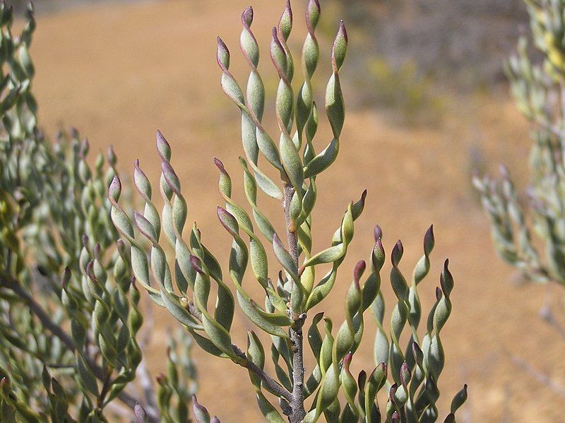 File:Persoonia helix.jpg