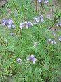 Phacelia tanacetifolia