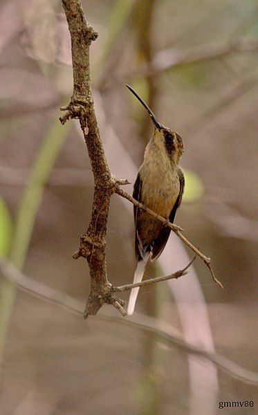 File:Phaethornis subochraceus.jpg