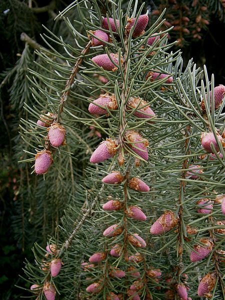 File:Picea breweriana (flowers)1.jpg