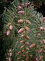 Picea breweriana male cones