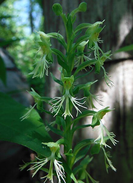 File:Platanthera lacera.JPG