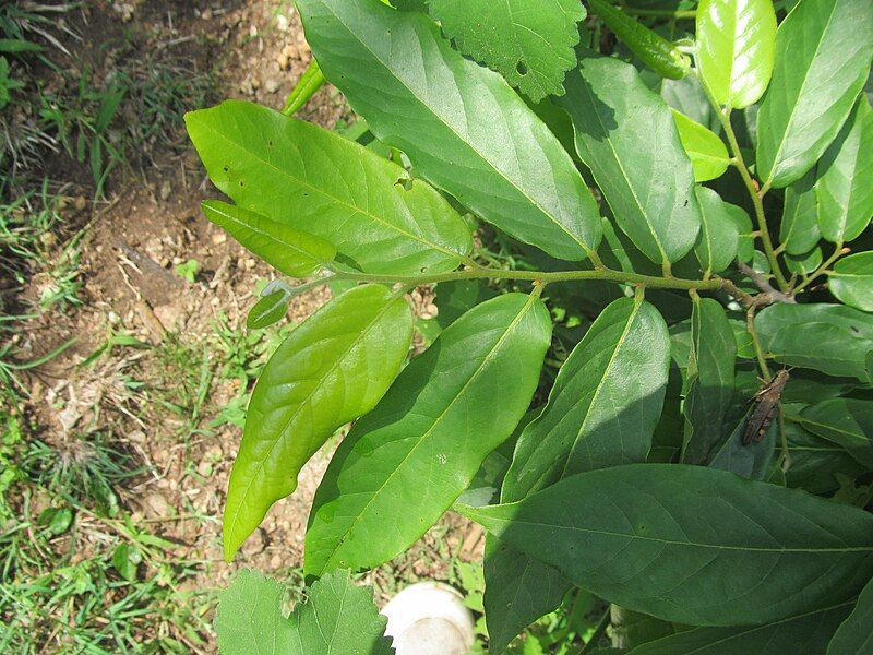 File:Polyalthia cerasoides leaves.jpg