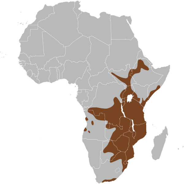 File:Potamochoerus larvatus map.svg