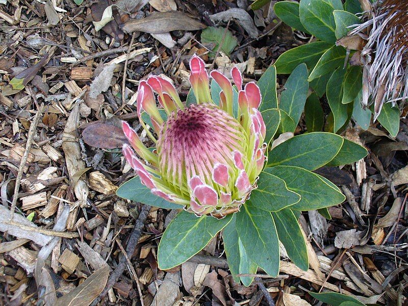 File:Protea roupelliae flower2.JPG