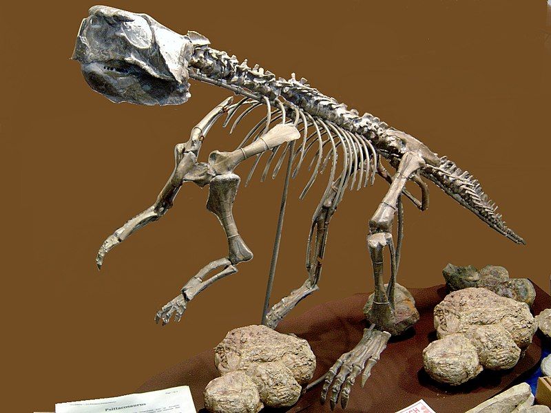 File:Psittacosaurus2.jpg