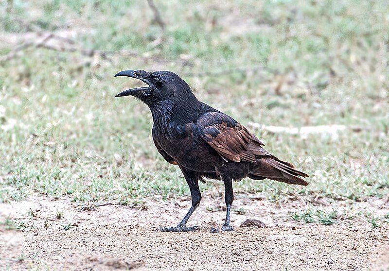 File:Punjab Raven (36590467474).jpg