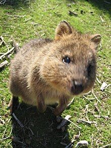 Curious Quokka