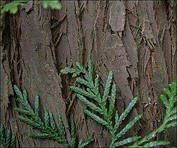 Western redcedar