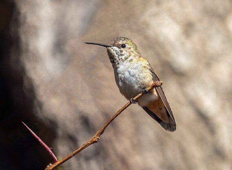 File:Rufous hummingbird (61556).jpg