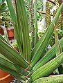 Sansevieria ehrenbergii