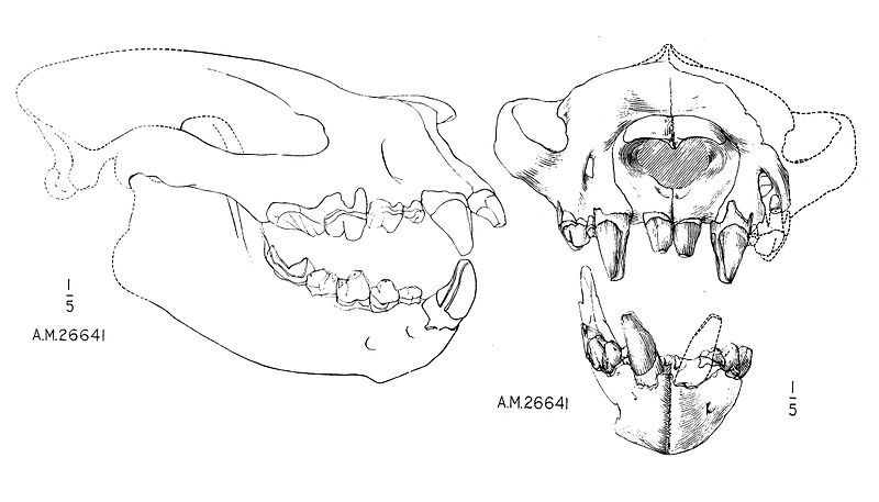 File:Sarkastodon scull AMNH.jpg