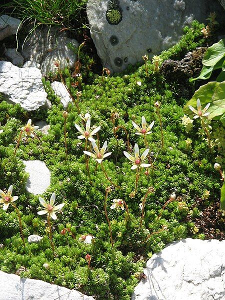 File:Saxifraga bryoides01.jpg