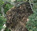 Partial view of a Hammerkop nest