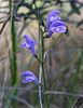 Scutellaria floridana