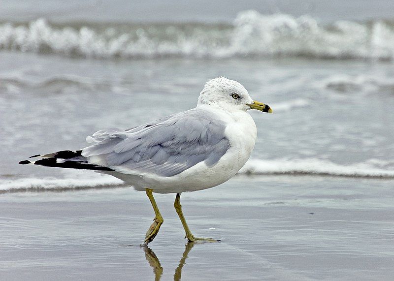 File:Seagull eb 1.jpg