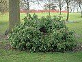 The Selly Oak tree stump