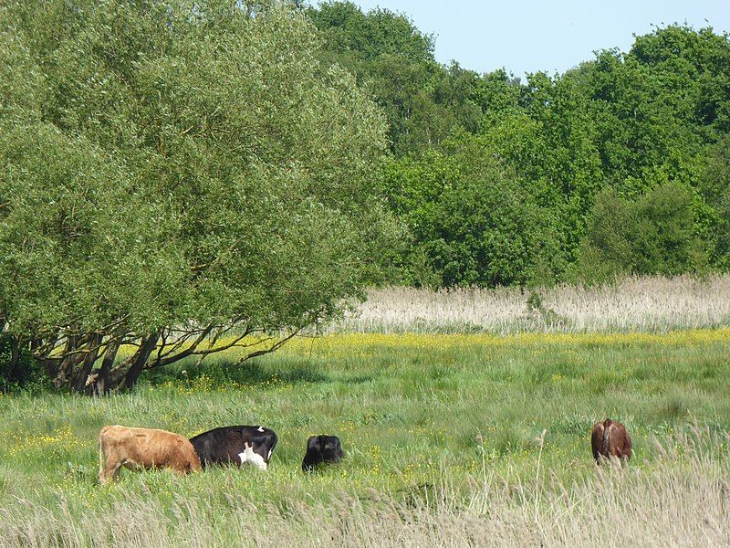 File:Snape Marshes 2.jpg