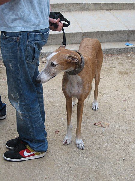 File:Spanishgalgo.jpg