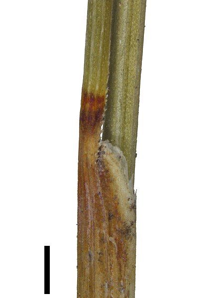 File:Ssubmarginalis-ligule.jpg