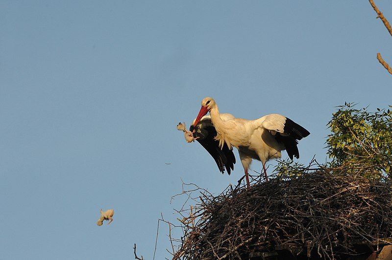 File:Stork Aiguamolls.jpg