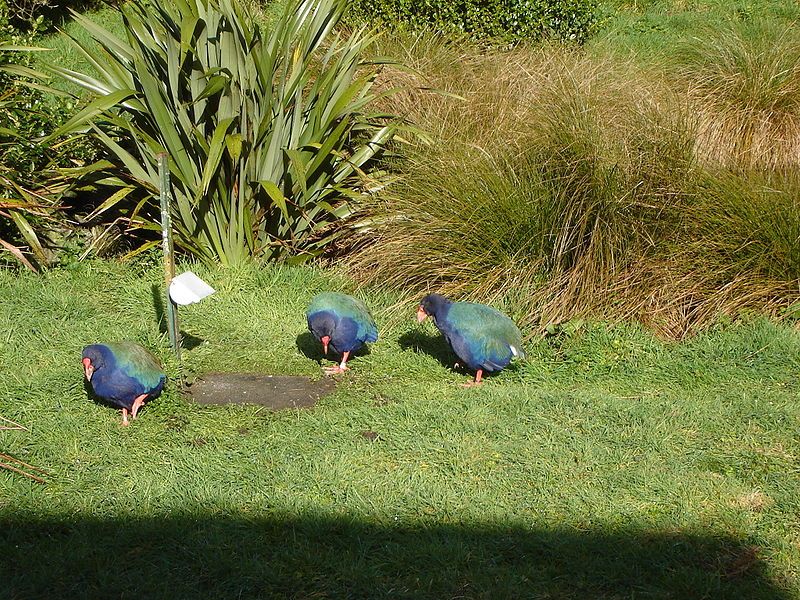 File:Takahe Mt Bruce.JPG