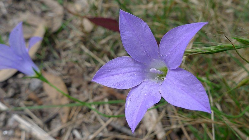 File:Tall Bluebell (6445971961).jpg