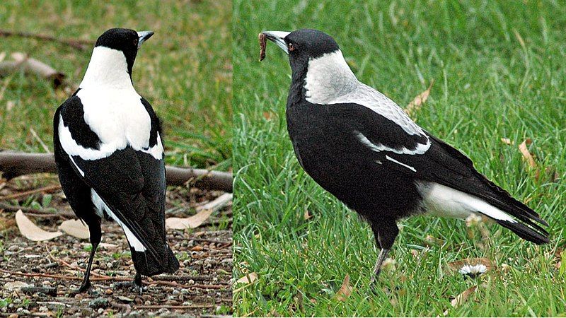 File:Tasmanian magpie pair.jpg