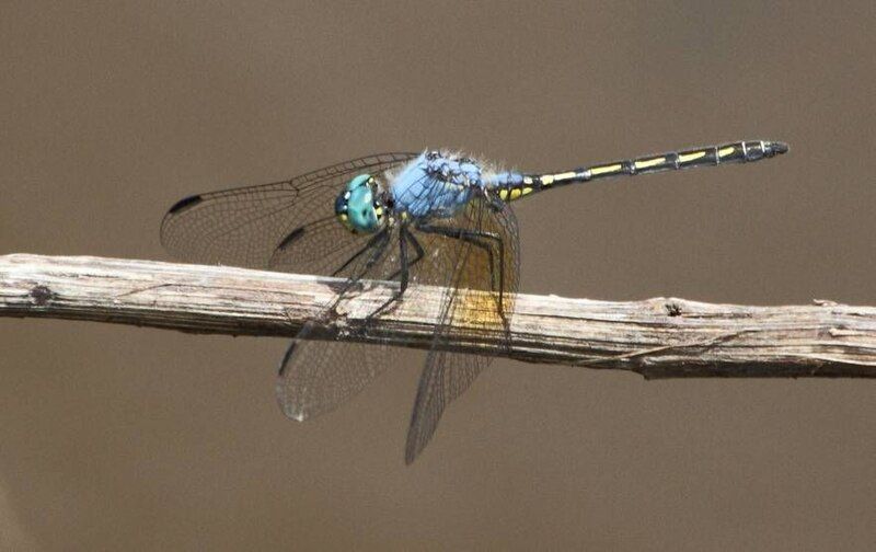 File:Trithemis stictica 2.jpg