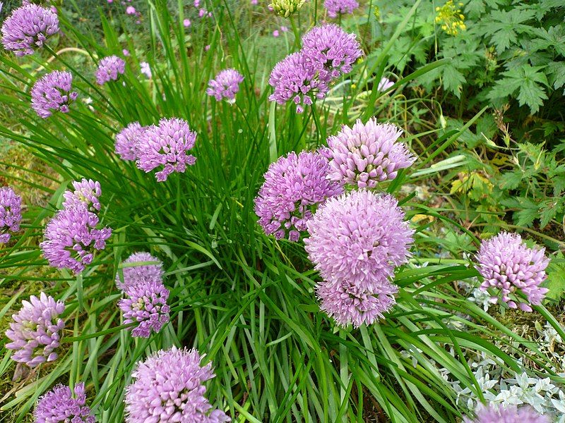 File:Allium senescens montanum.jpg