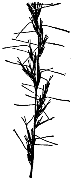 File:Aristida longespica HC-1950.png