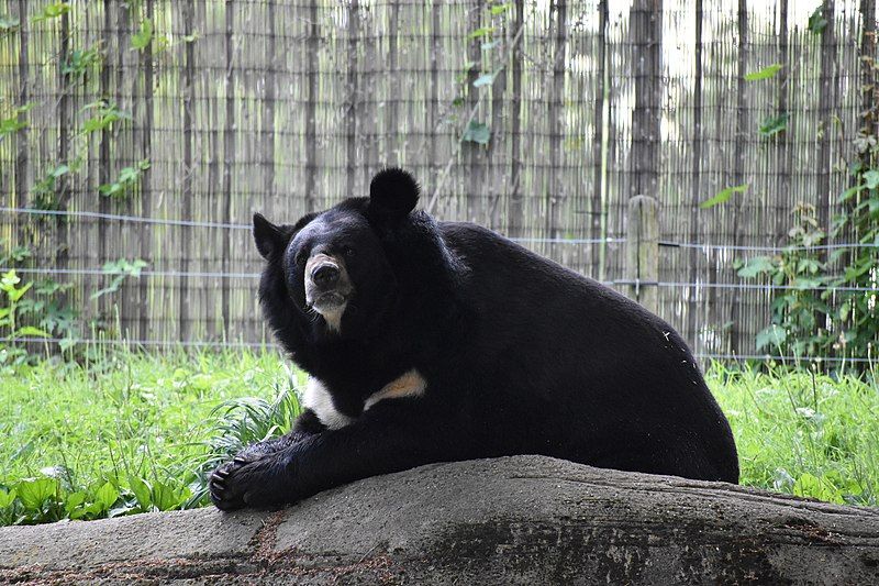 File:Asiatic BlackBear.jpg