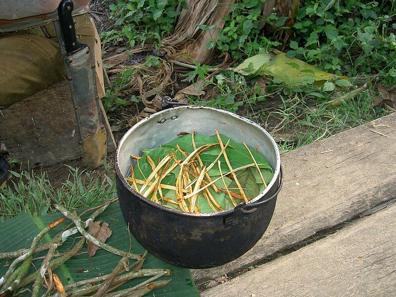 File:Ayahuasca prep.JPG