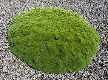 Azorella on Macquarie Island