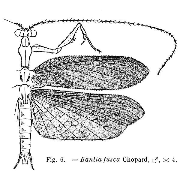 File:Bantia fusca.jpg