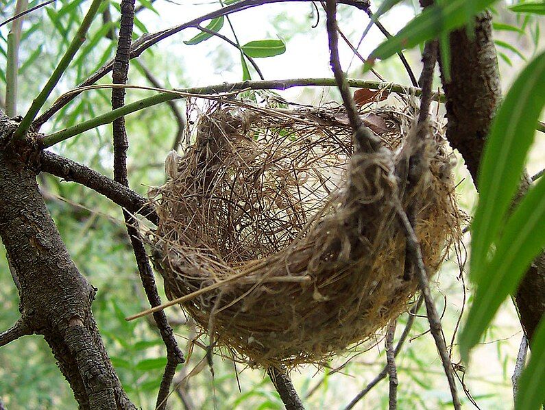 File:Basket style nest.jpg