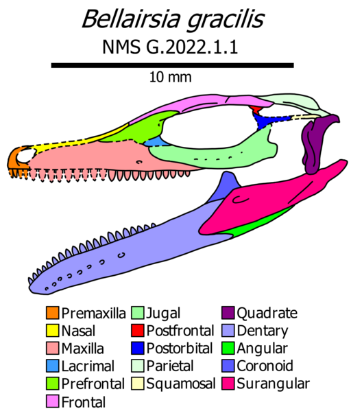 File:Bellairsia skull diagram.png