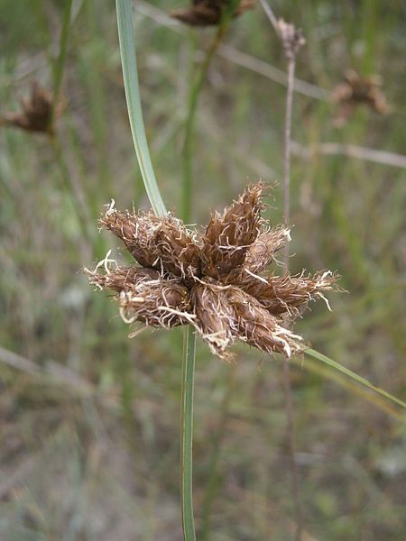 File:Bolboschoenus maritimus 003.JPG