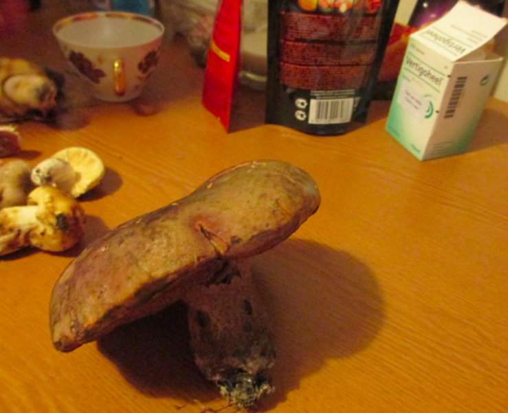 File:Boletus Erythropus.png