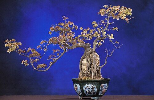 Acer buergerianum bonsai