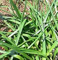 Brodiaea laxa.jpg, Long Rayed Triteleia, Pretty Face, Triplet Lily, Wild Hyacinth